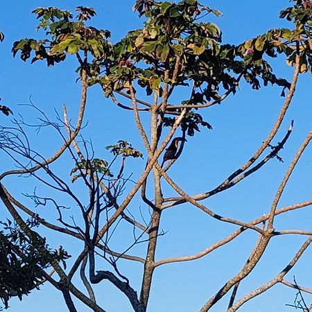 Casa Com Piscina Villa Florianópolis Kültér fotó
